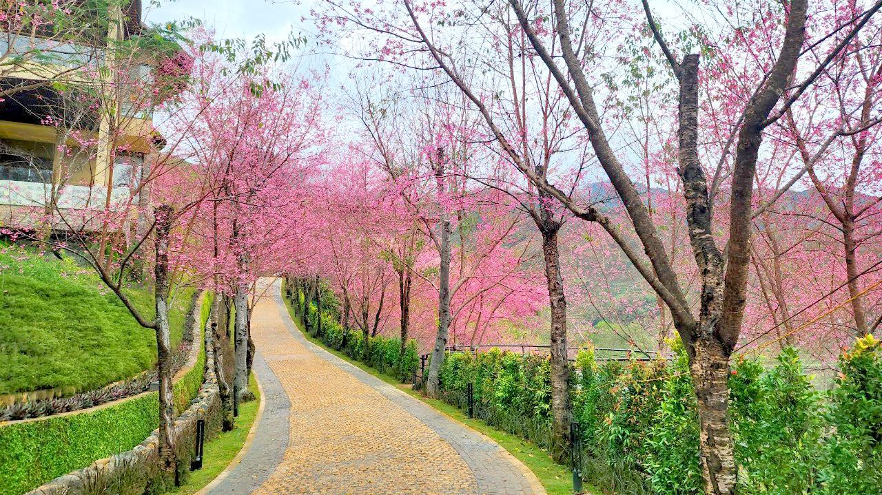 Tour Du lịch Mùa hoa Tớ Dày - Mù Cang Chải - Đèo Khau Phạ - Tú Lệ 2N1D