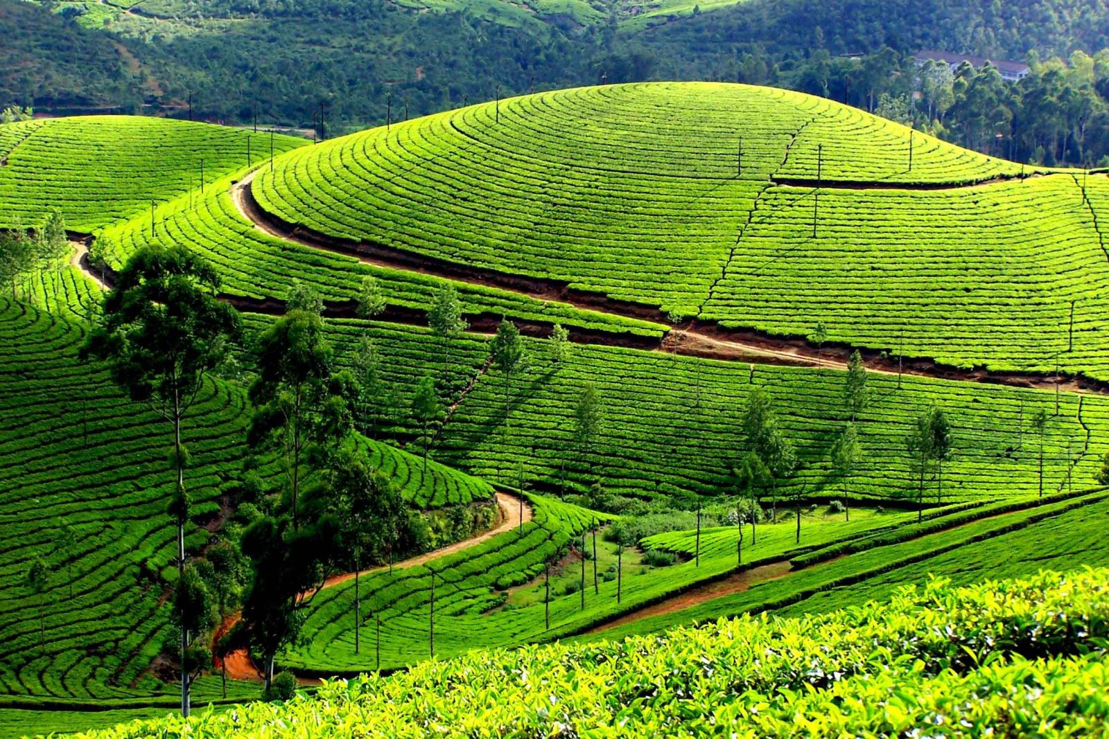 Tour Du Lịch Mộc Châu - Tà Xùa - Long Cốc 3 ngày 2 đêm
