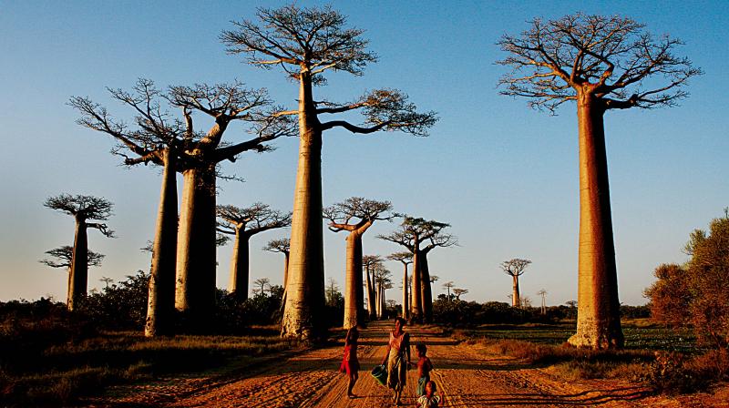 TOUR MADAGASCAR - VÙNG ĐẤT BAOBAP 