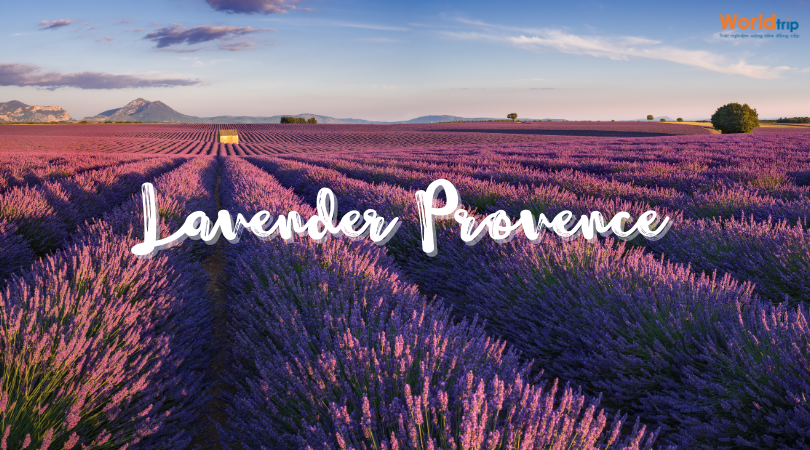 Đắm Mình Trong Mùa Hoa Lavender Ở Provence Pháp