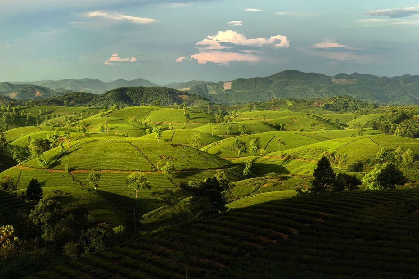 Đồi Chè Long Cốc – Tuyệt Tác Săn Mây Giữa Miền Trung Du Phú Thọ Khiến Du Khách Mê Mẩn Đồi Chè Long Cốc – Tuyệt Tác Săn Mây Giữa Miền Trung Du Phú Thọ Khiến Du Khách Mê Mẩn