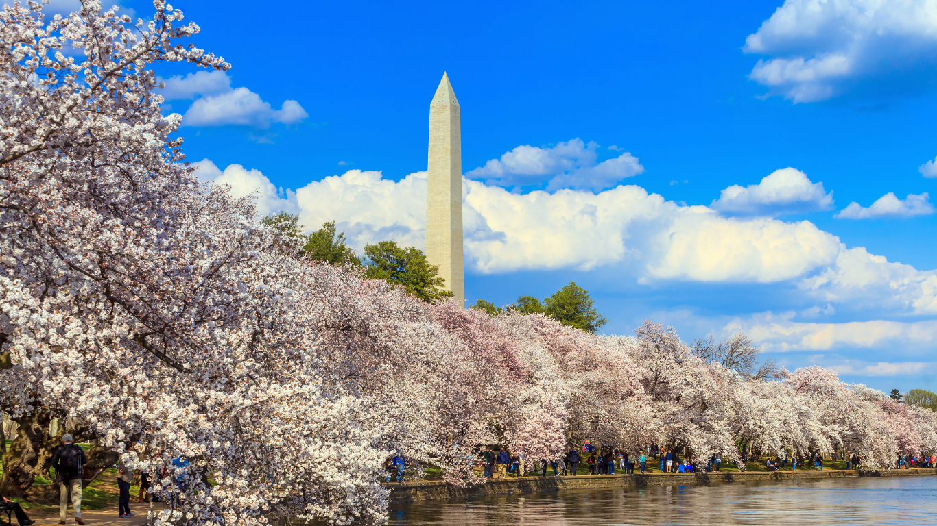MÙA HOA ANH ĐÀO WASHINGTON D.C 2026: LẠC BƯỚC TRONG BẢN TÌNH CA SẮC HỒNG GIỮA LÒNG NƯỚC MỸ