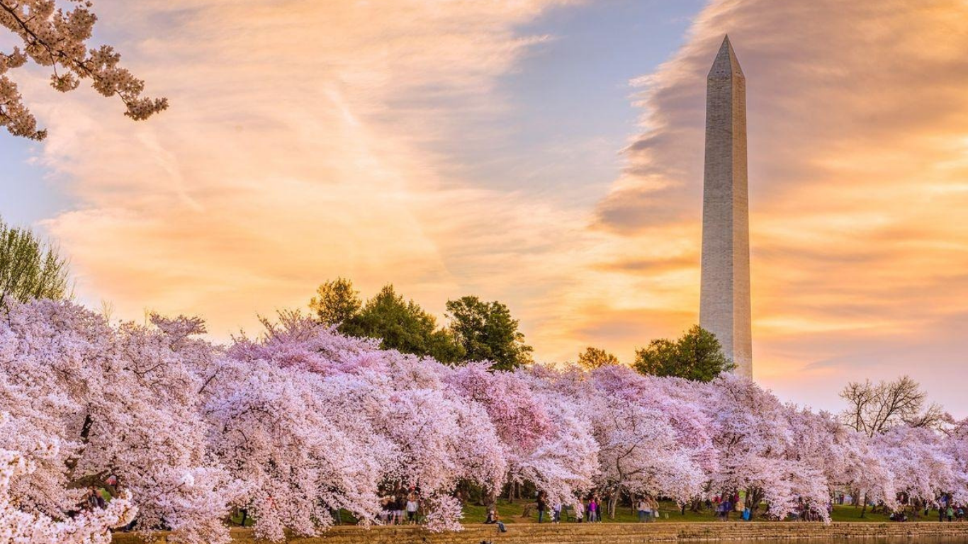 TOUR HOA ANH ĐÀO CHINH PHỤC HAI BỜ ĐÔNG TÂY NƯỚC MỸ 2026