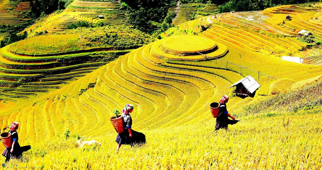 Săn Mùa Vàng Trên Mây – Tour Du Lịch Sapa Mùa Lúa Khiến Triệu Trái Tim Say Đắm