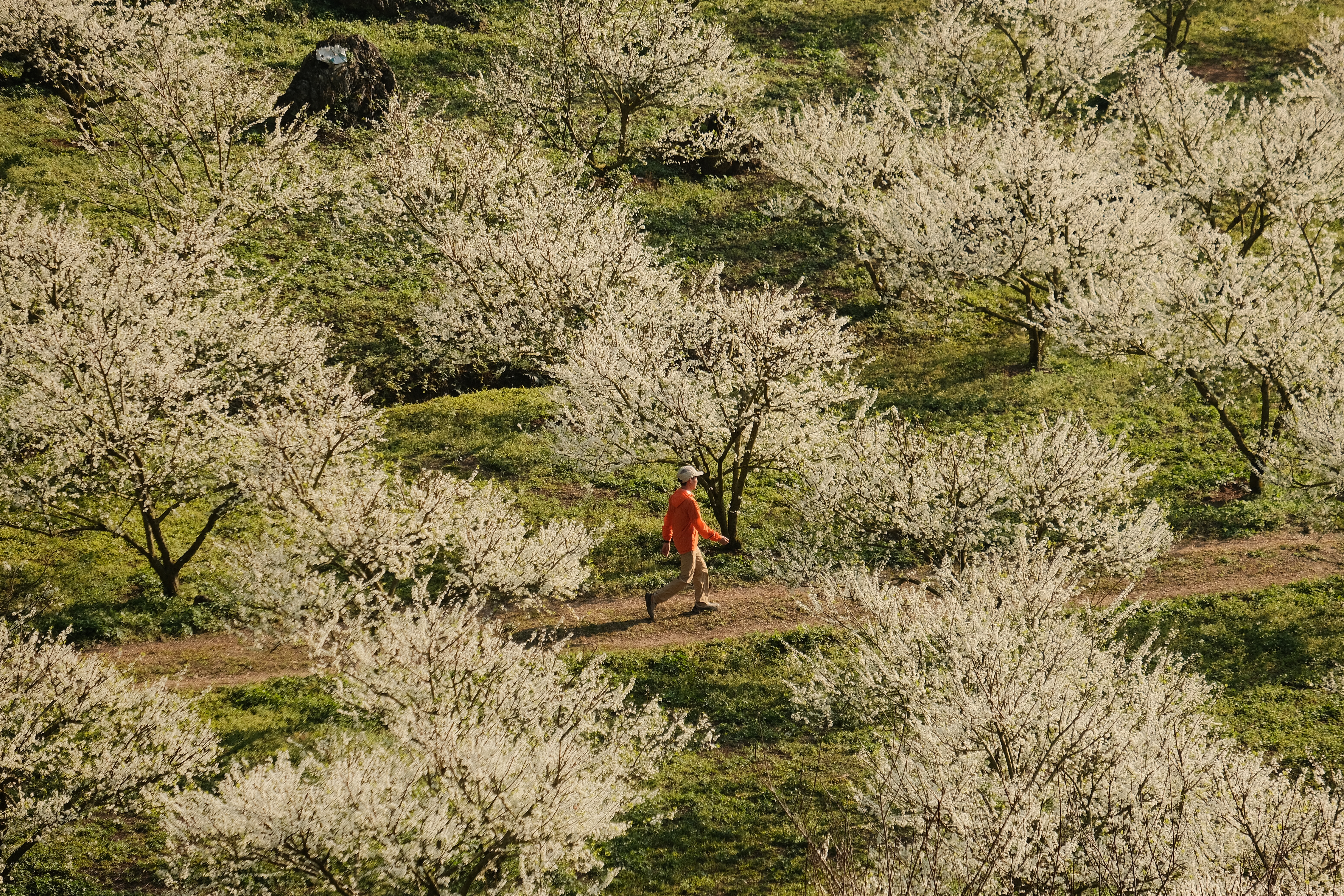 Tour Du lịch Hà Nội - Mộc Châu 2N1D